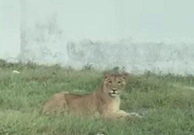 Temor paraliza a Profepa ante posesión de animales exóticos en la Riviera Veracruzana