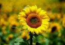 Teapan se consolida como destino turístico gracias a sus campos de girasoles