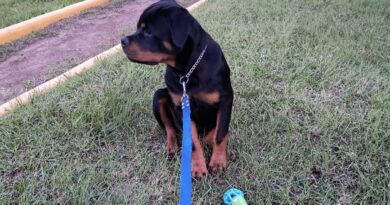 ¡SE ROBARON NUESTRO PERRO! POR FAVOR, AYÚDANOS A ENCONTRARLO