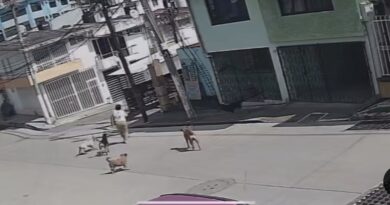 Vecinos denuncian jauría peligrosa en Santa Rosa; piden intervención urgente