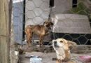 Tercera denuncia por maltrato animal; autoridades acuden pero no actúan
