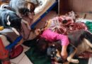 Piden apoyo para mujer que debe desalojar su casa junto a 17 perritos rescatados