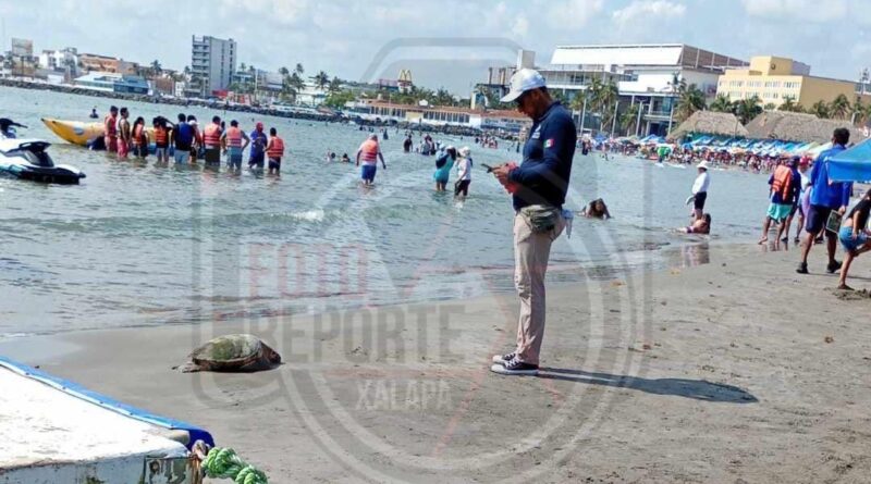Preocupa hallazgo de cuatro tortugas muertas en litoral veracruzano