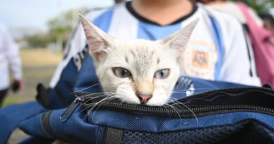 Aplicarán 400 dosis gratuitas de vacuna antirrábica en la ciudad de Veracruz