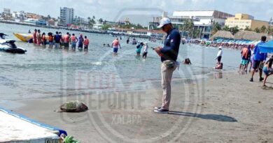 Preocupa hallazgo de cuatro tortugas muertas en litoral veracruzano Preocupa hallazgo de cuatro tortugas muertas en litoral veracruzano