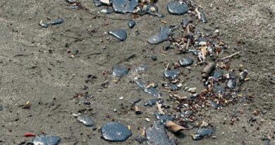 Chapopote afecta imagen turística de playas veracruzanas