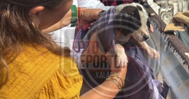 Protección Civil de Medellín salva a canino atrapado en zona de riesgo