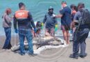 Aparece delfín sin vida en costas de Alvarado