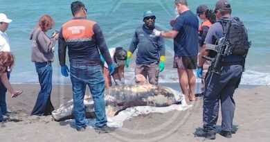 Aparece delfín sin vida en costas de Alvarado