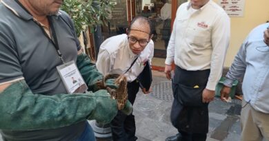 Ayuntamiento de Veracruz atiende rescate de ave en la zona centro