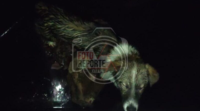 Rescatan a perrito atrapado en registró de Telmex