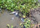 Atiende Ayuntamiento de Veracruz reporte por mortandad de peces en laguna Tarimoya