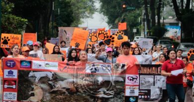 «¡Justicia para los que no tienen voz!»: marchan por los derechos de los animales