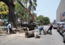 Retiro de antigua ceiba en el centro de Veracruz por deterioro estructural y riesgo para la población