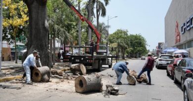 Retiro de antigua ceiba en el centro de Veracruz por deterioro estructural y riesgo para la población