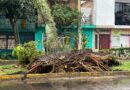 Al menos cinco árboles caídos, daños y una persona lesionada tras tormenta en Xalapa