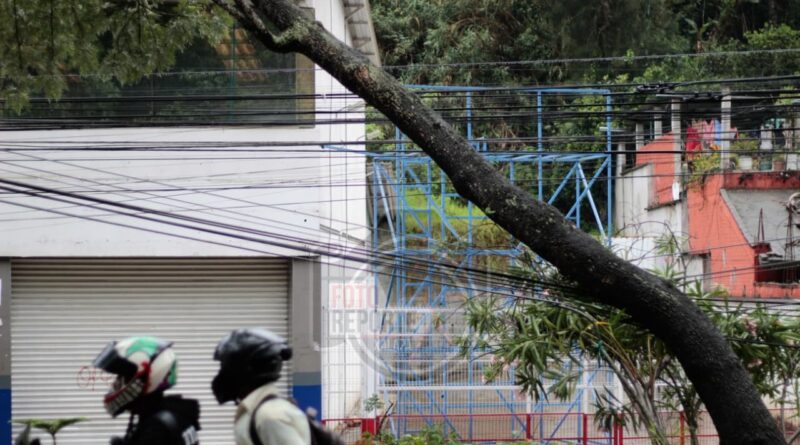 Árbol cae sobre la avenida Rebsamen