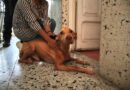 Rescata Ayuntamiento de Veracruz a tres caninos en condiciones de maltrato