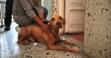 Rescata Ayuntamiento de Veracruz a tres caninos en condiciones de maltrato