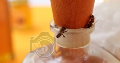 Conmemoran el Día Mundial de las Abejas en Xalapa