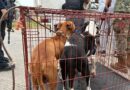 Con denuncia ante la Fiscalía, interviene Ayuntamiento de Veracruz en caso de presunto maltrato animal en Sotavento