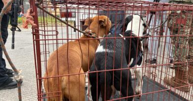 Con denuncia ante la Fiscalía, interviene Ayuntamiento de Veracruz en caso de presunto maltrato animal en Sotavento
