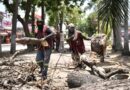 Retira Ayuntamiento de Veracruz árbol en camellón de Díaz Mirón por riesgo a la ciudadanía