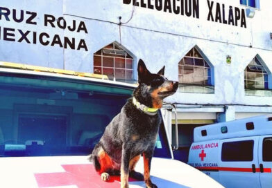 Perrito rescatista y paramédico de Xalapa busca sobrevivientes en Venezuela