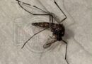 Alertan por presunta presencia de mosquito transmisor del dengue en la colonia Progreso
