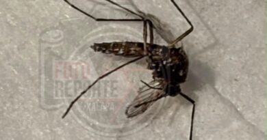 Alertan por presunta presencia de mosquito transmisor del dengue en la colonia Progreso