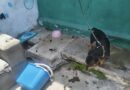 Resguarda Ayuntamiento de Veracruz a canino en situación de riesgo en zona norte de la ciudad
