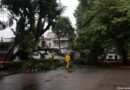 Lluvias provocan caída de árbol en Acueducto