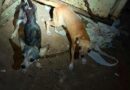 Resguarda Ayuntamiento de Veracruz dos caninas tras reporte por presunto maltrato animal
