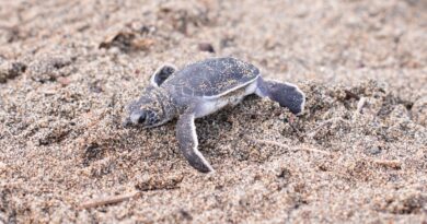 Ayuntamiento contribuye con la conservación de especies marinas en costas de San Andrés Tuxtla