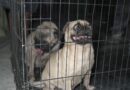 Rescata Ayuntamiento de Veracruz a dos caninos abandonados en una casa de la colonia Centro