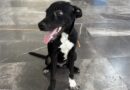 Condenable agresión contra canino en Las Bajadas
