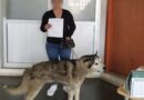 Promueve Salud Municipal la adopción responsable de 51 animales