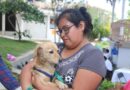 Ayuntamiento emite recomendaciones para proteger a animales de compañía durante lluvias