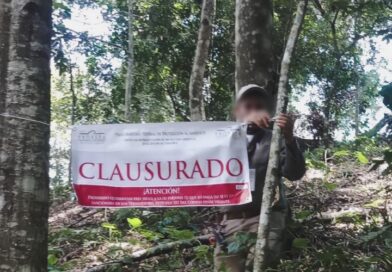 Profepa clausura predio en Coatepec por derribo de árboles sin autorización