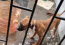 Rescata Ayuntamiento de Veracruz a perrita en situación de riesgo en Colinas de Santa Fe