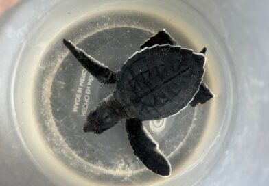 Coatzacoalcos canaliza cría de tortuga marina para recibir atención especializada