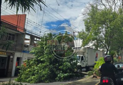 Árbol caído afecta circulación en avenida Américas