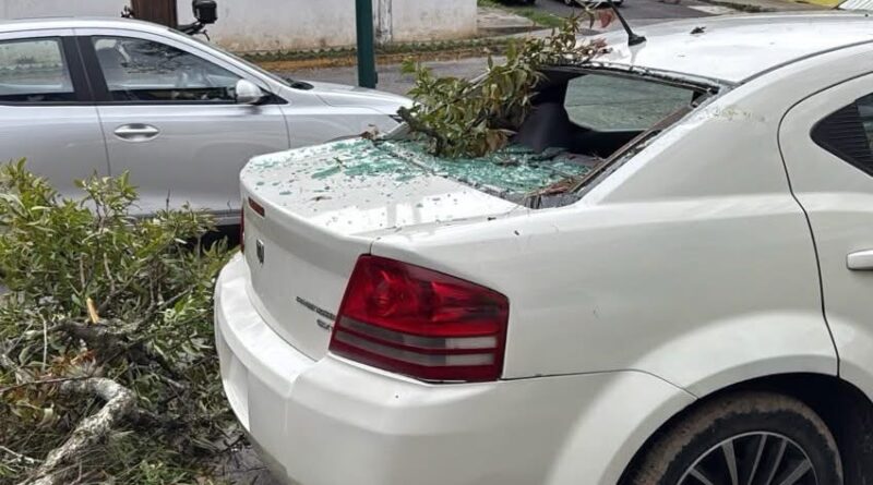 Rama cae sobre automóvil en la Avenida Américas