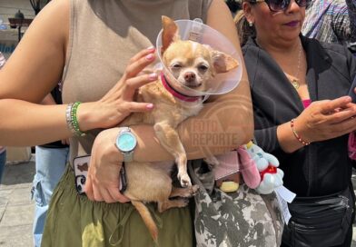 Bendicen a animales en la iglesia de San José